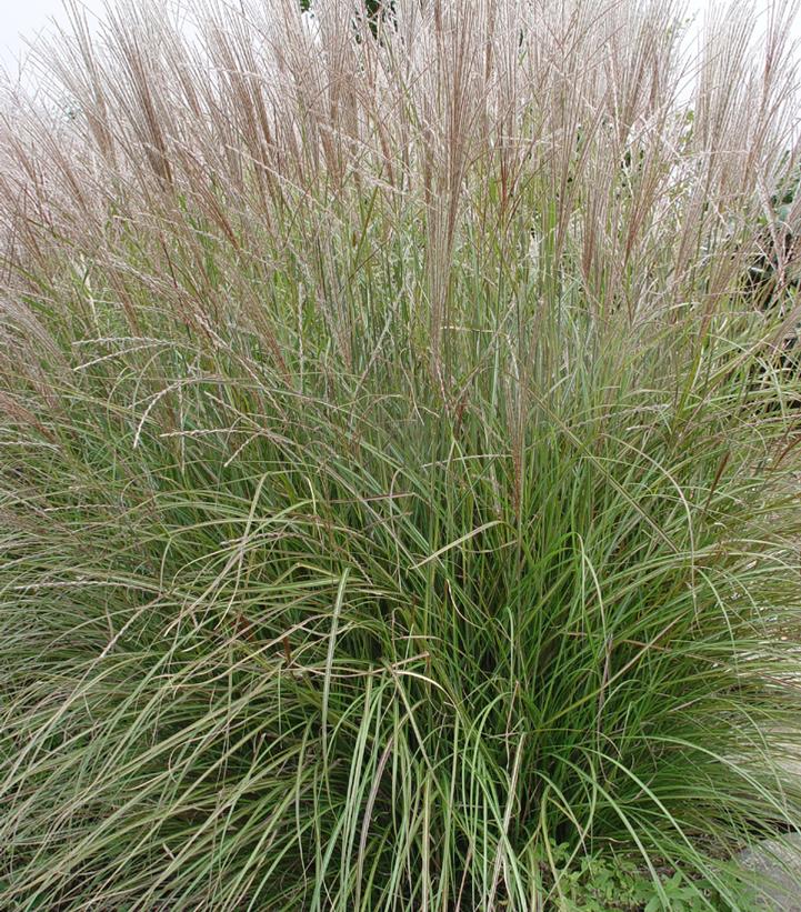 Miscanthus sinensis Adagio (Adagio Dwarf Maiden Grass)