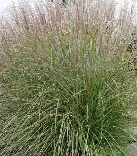 Miscanthus sinensis Adagio (Adagio Dwarf Maiden Grass)