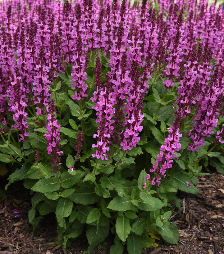 Salvia nemorosa 'Rose Marvel' (Rose Marvel Meadow Sage)