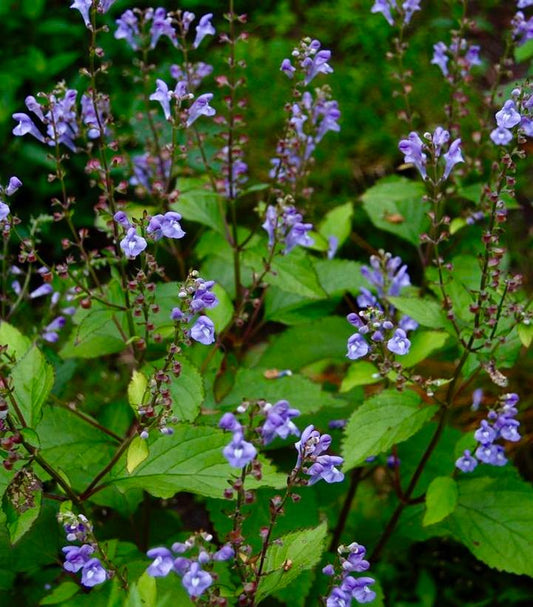 Scutellaria 'Appalachian Blues' (Appalachian Blues Skullcap)