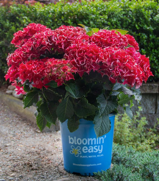 Hydrangea mac. Frill Ride™; (Frill Ride™; Bigleaf Hydrangea)