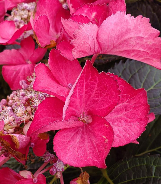 Hydrangea mac. Tuxedo® Pink (Tuxedo® Pink Bigleaf Hydrangea)