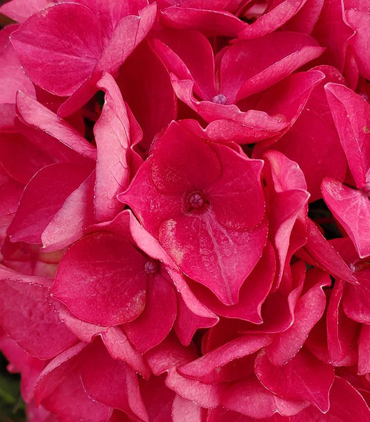 Hydrangea mac. Tuxedo® Red (Tuxedo® Red Bigleaf Hydrangea)