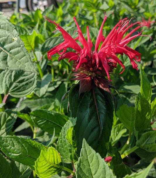 Monarda didyma 'Jacob Cline' (Jacob Cline Bee Balm)