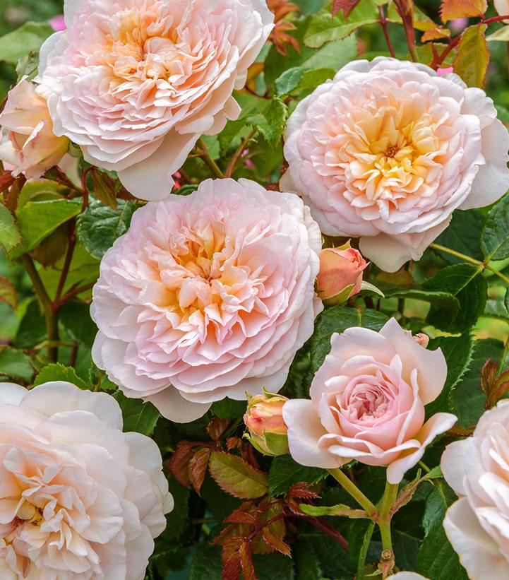 Rosa Emily Bronte - grafted (English Shrub Rose)