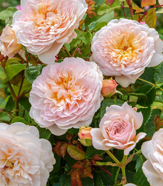 Rosa Emily Bronte - grafted (English Shrub Rose)