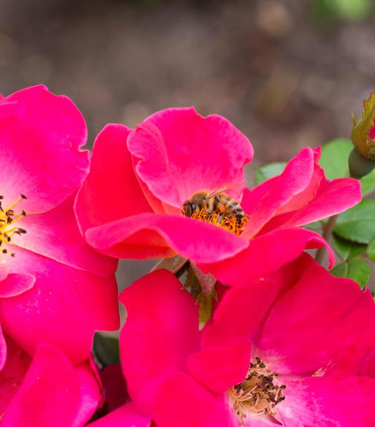Rosa Brick House® Pink (Brick House® Pink Floribunda Rose)