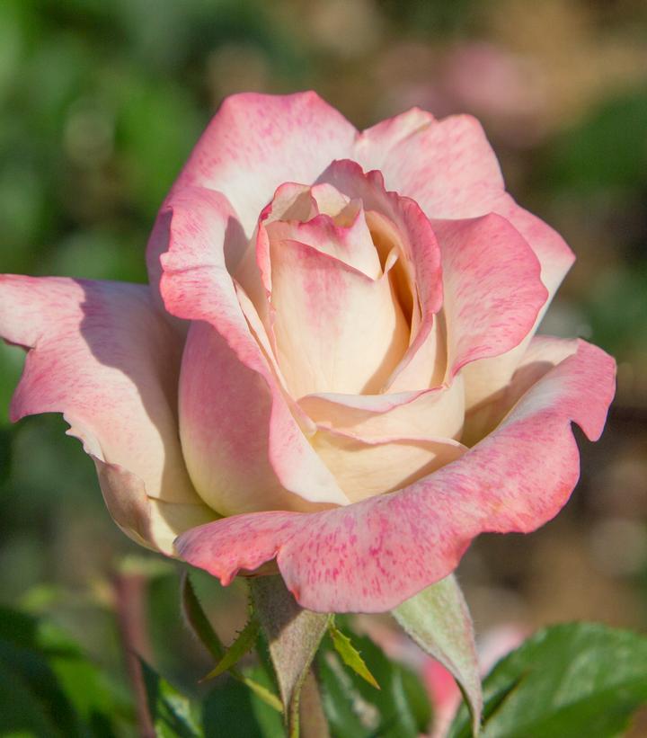 Rosa Pinkerbelle™;