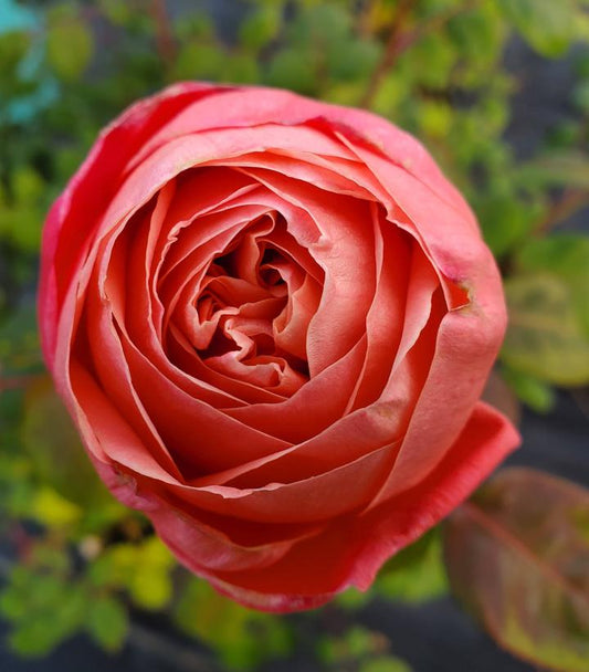 Rosa Sweet Mademoiselle™;