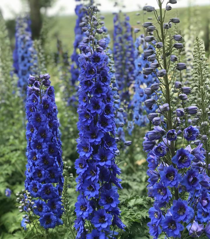 Delphinium New Millennium™; 'Blue Buccaneers' (Blue Buccaneers Hybrid Bee Delphinium)
