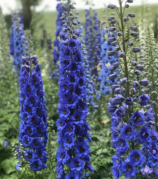 Delphinium New Millennium™; 'Blue Buccaneers' (Blue Buccaneers Hybrid Bee Delphinium)