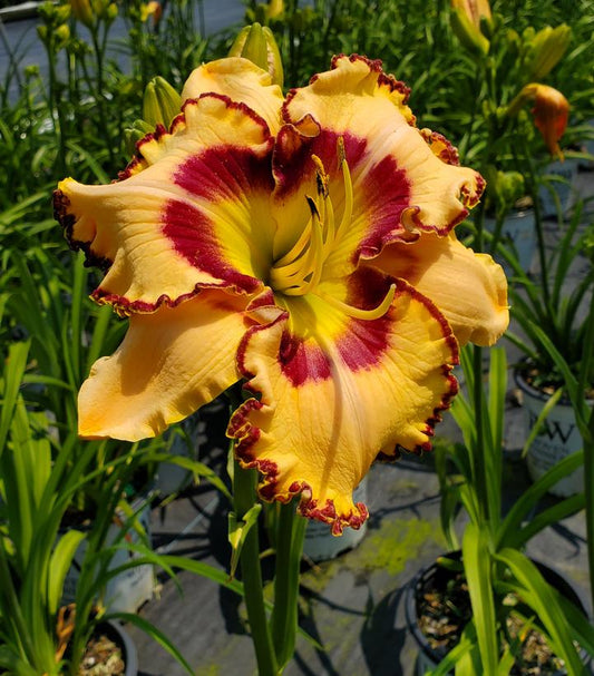 Hemerocallis Rainbow Rhythm® 'King of the Ages' (Daylily)