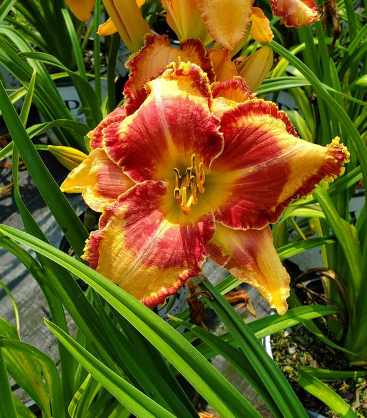 Hemerocallis Rainbow Rhythm® 'Lake of Fire' (Daylily)