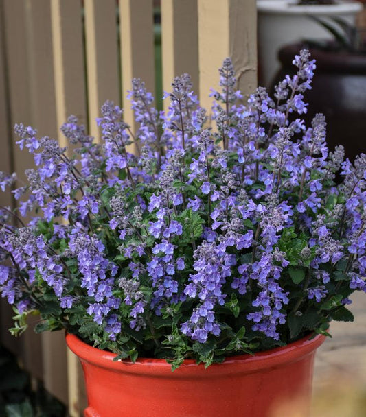 Nepeta 'Picture Purrfect' (Picture Purrfect Catmint)