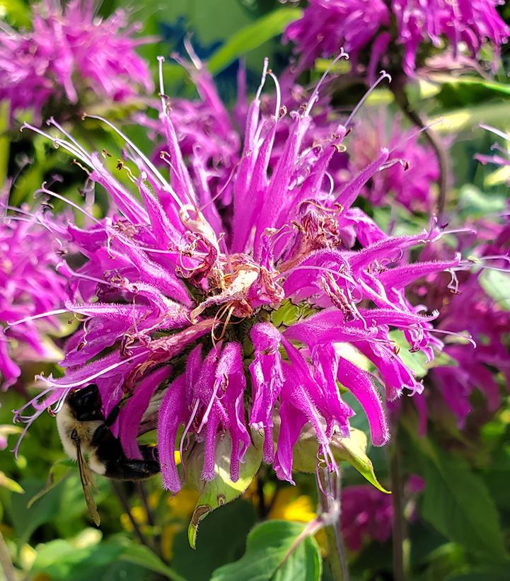 Monarda Blue Stocking (Blue Stocking Bee Balm)