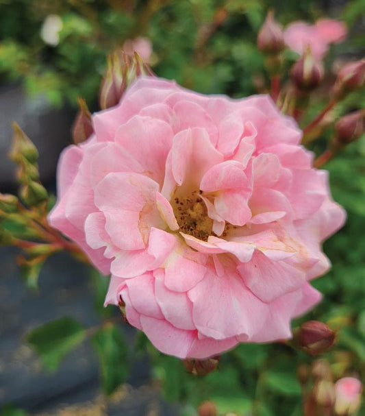 Rosa Blushing Drift® (Blushing Drift® Rose)