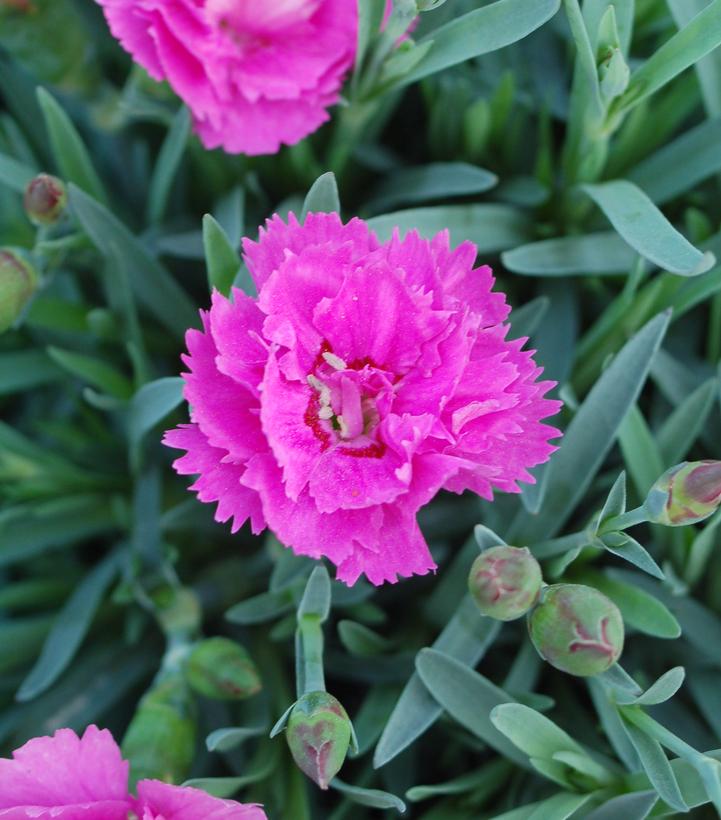 Dianthus Everlast™; Orchid (Everlast™; Orchid Pinks)