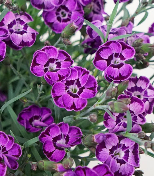 Dianthus Everlast™; Violet Blue (Everlast™; Violet Blue Pinks)