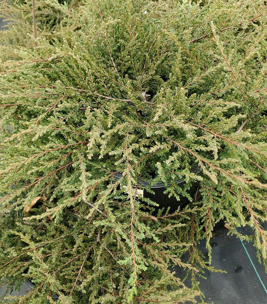 Juniperus communis Alpine Carpet® (Alpine Carpet® Juniper)