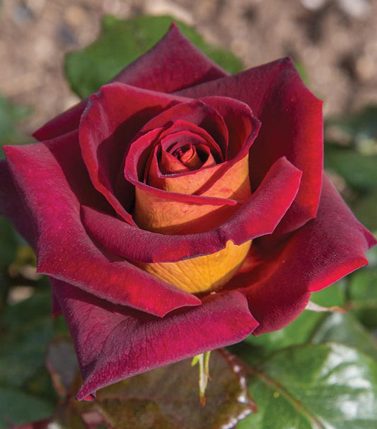 Rosa Dark Knight™; (Dark Knight™; Hybrid Tea Rose)