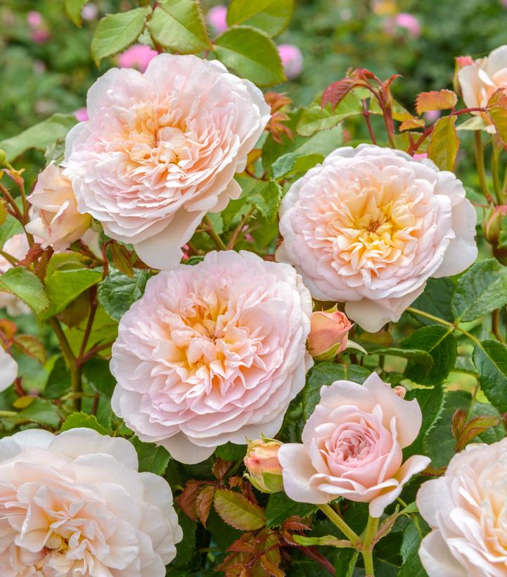 Rosa Dream Come True™; (Dream Come True™; Grandiflora Rose)