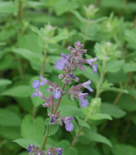 Nepeta muss. Blue Wonder (Blue Wonder Catmint)