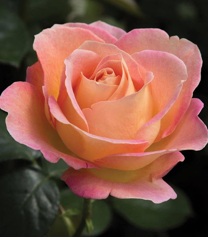 Rosa Elle® (Elle® Hybrid Tea Rose)