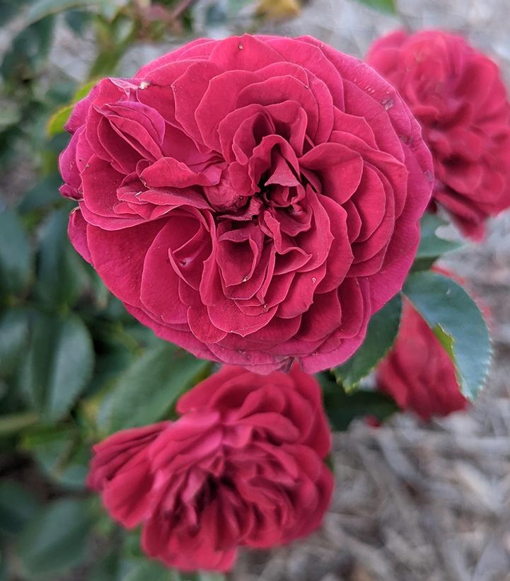 Rosa True Love™; (True Bloom™; True Love™; Tea Rose)