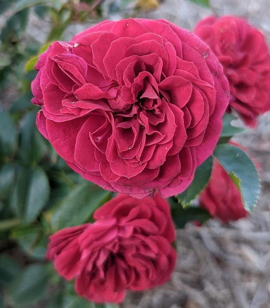 Rosa True Love™; (True Bloom™; True Love™; Tea Rose)