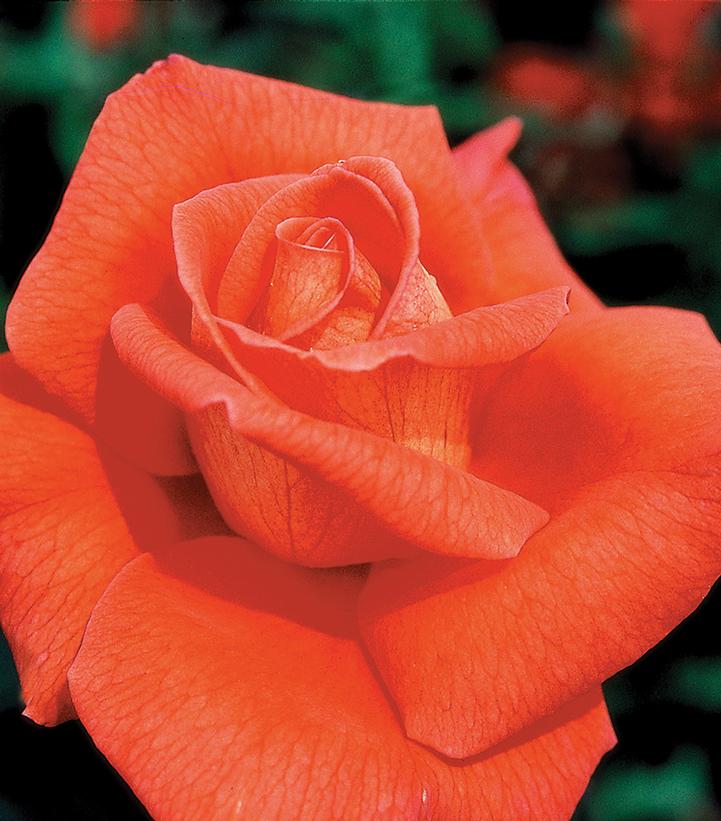 Rosa 'Voodoo' (Voodoo Hybrid Tea Rose)