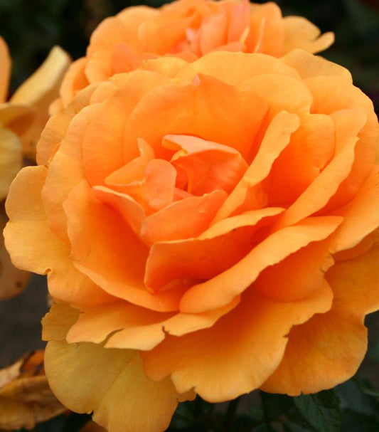 Rosa Sunbelt® South Africa® (Sunbelt® South Africa® Rose)