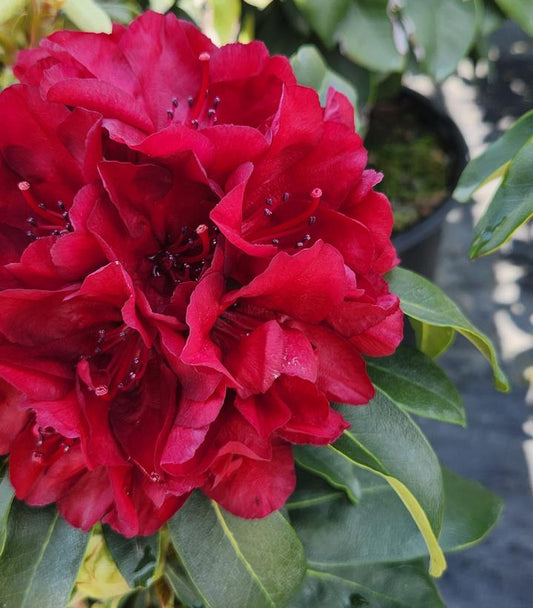 Rhododendron 'Firestorm' (firestorm rhododendron)