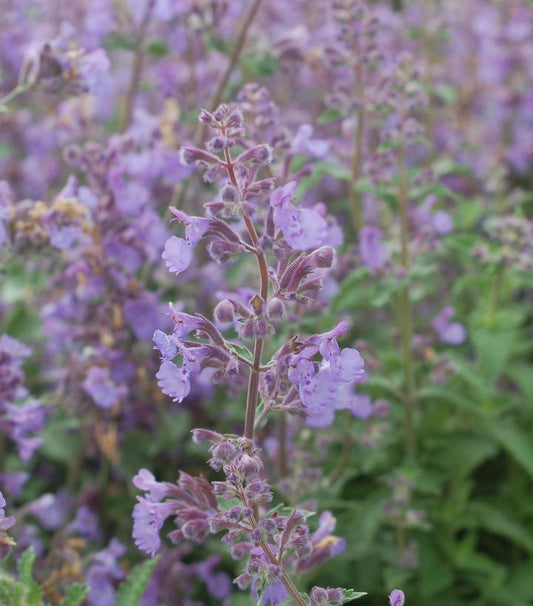 Nepeta racemosa 'Walkers Low' (Walkers Low Catmint)