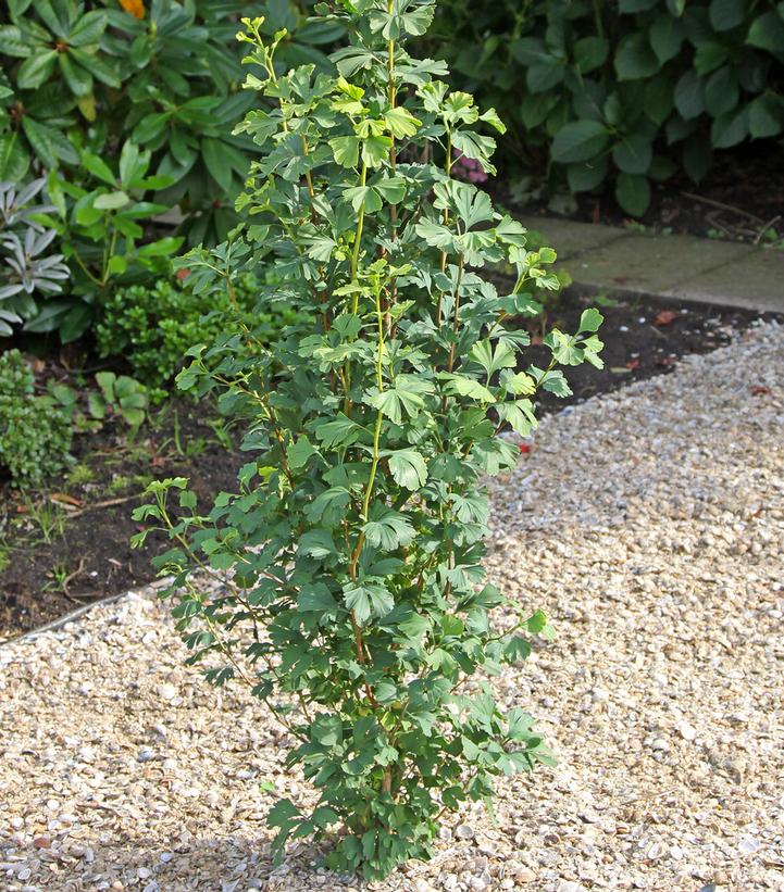 Ginkgo biloba Skinny Fit® (maidenhair tree)