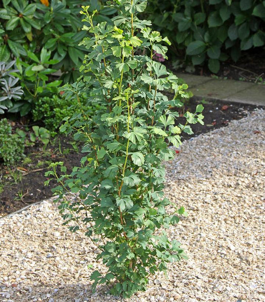 Ginkgo biloba Skinny Fit® (maidenhair tree)