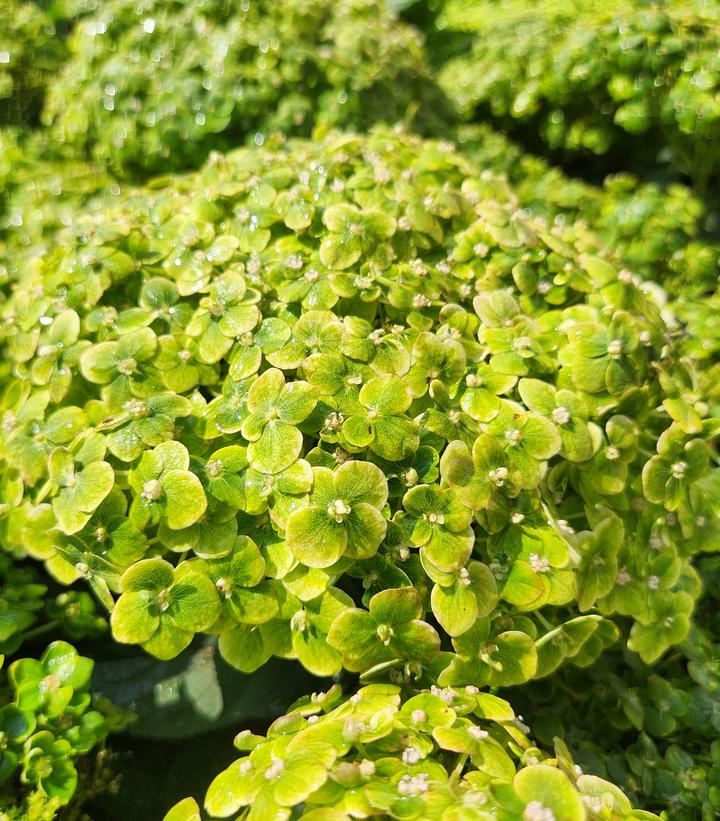 Hydrangea arborescens Invincibelle Sublime™; (Smooth Hydrangea)
