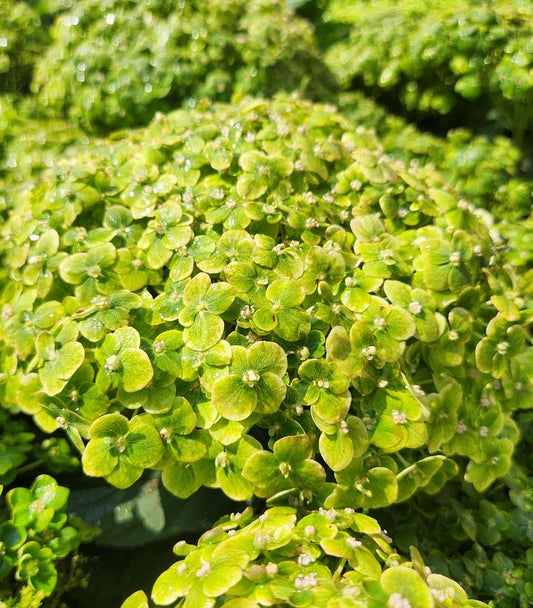 Hydrangea arborescens Invincibelle Sublime™; (Smooth Hydrangea)