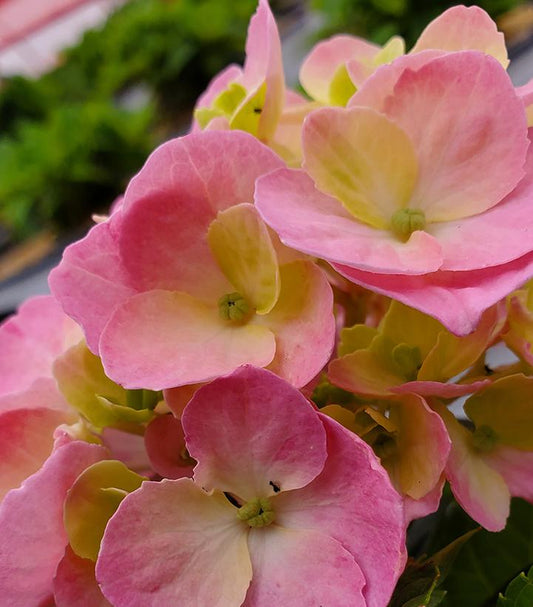 Hydrangea mac. Let's Dance Sky View® (Let's Dance Sky View® Reblooming Hydrangea)