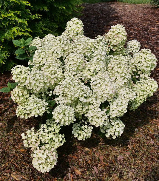 Hydrangea paniculata Tiny Quick Fire® (Tiny Quick Fire® Panicle Hydrangea)
