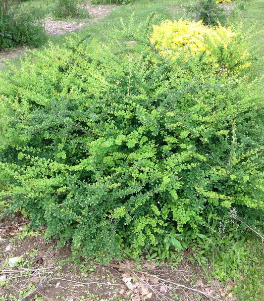 Berberis WorryFree® Mr. Green Genes® (Mr. Green Genes® Barberry)