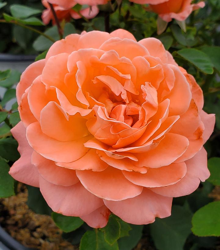Rosa x Reminiscent® Coral (Reminiscent® Coral Rose)