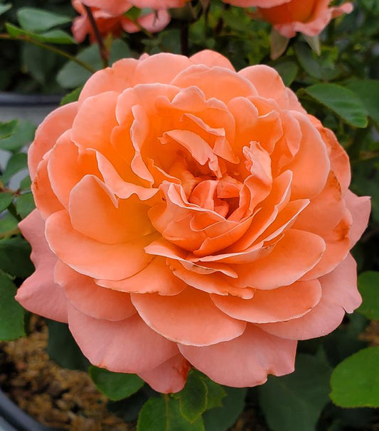 Rosa x Reminiscent® Coral (Reminiscent® Coral Rose)