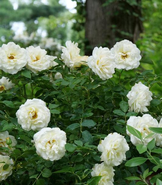 Rosa x Reminiscent® Crema (Reminiscent® Crema Rose)