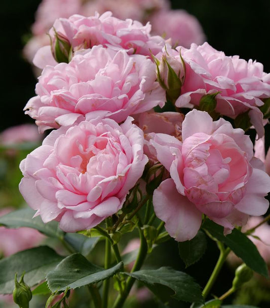 Rosa x Reminiscent® Pink (Reminiscent® Pink Rose)