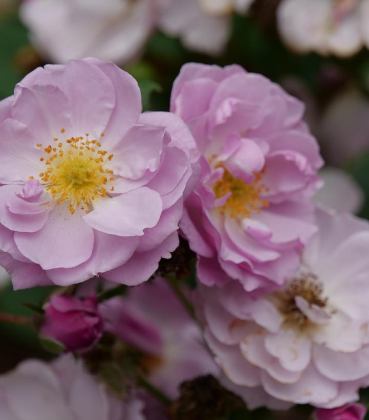 Rosa x Rise Up Lilac Days® (Rise Up Lilac Days® Mini Climber Rose)