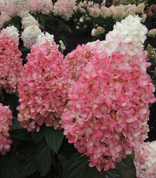 Hydrangea paniculata Magical® Ruby Snow (Magical® Ruby Snow Hydrangea)