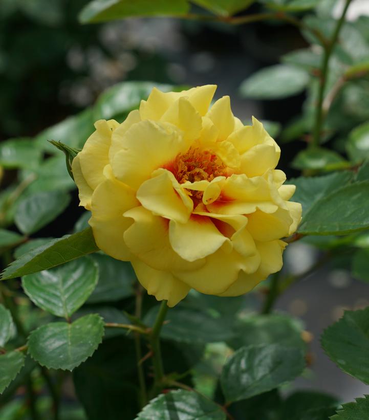 Rosa x Rise up® Ringo® (Rise up® Ringo® Mini Climber Rose)