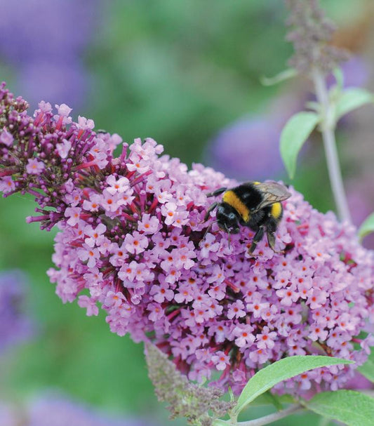 Buddleia Buzz 'Soft Pink' (Butterfly Bush)