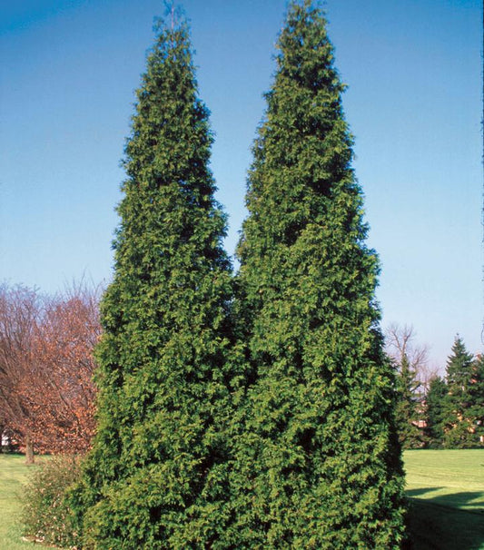 Thuja plicata Spring Grove® (Western Arborvitae)
