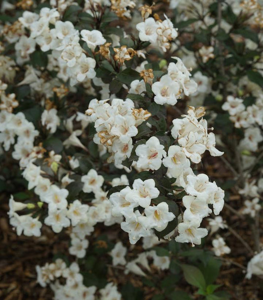 Weigela florida Wine & Spirits® (Wine & Spirits® Weigela)